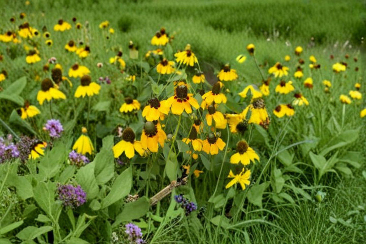 Clasping Coneflower Seeds, Native Prairie Wildflower, Long-Blooming Yellow & Red Flowers, Rudbeckia amplexicaulis, Pollinator Attractant