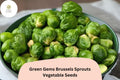 500+ Green Gems Brussels Sprouts Seeds | Brassica oleracea var. gemmifera | Hybrid Vegetable Seeds for Home Garden & Bulk Planting