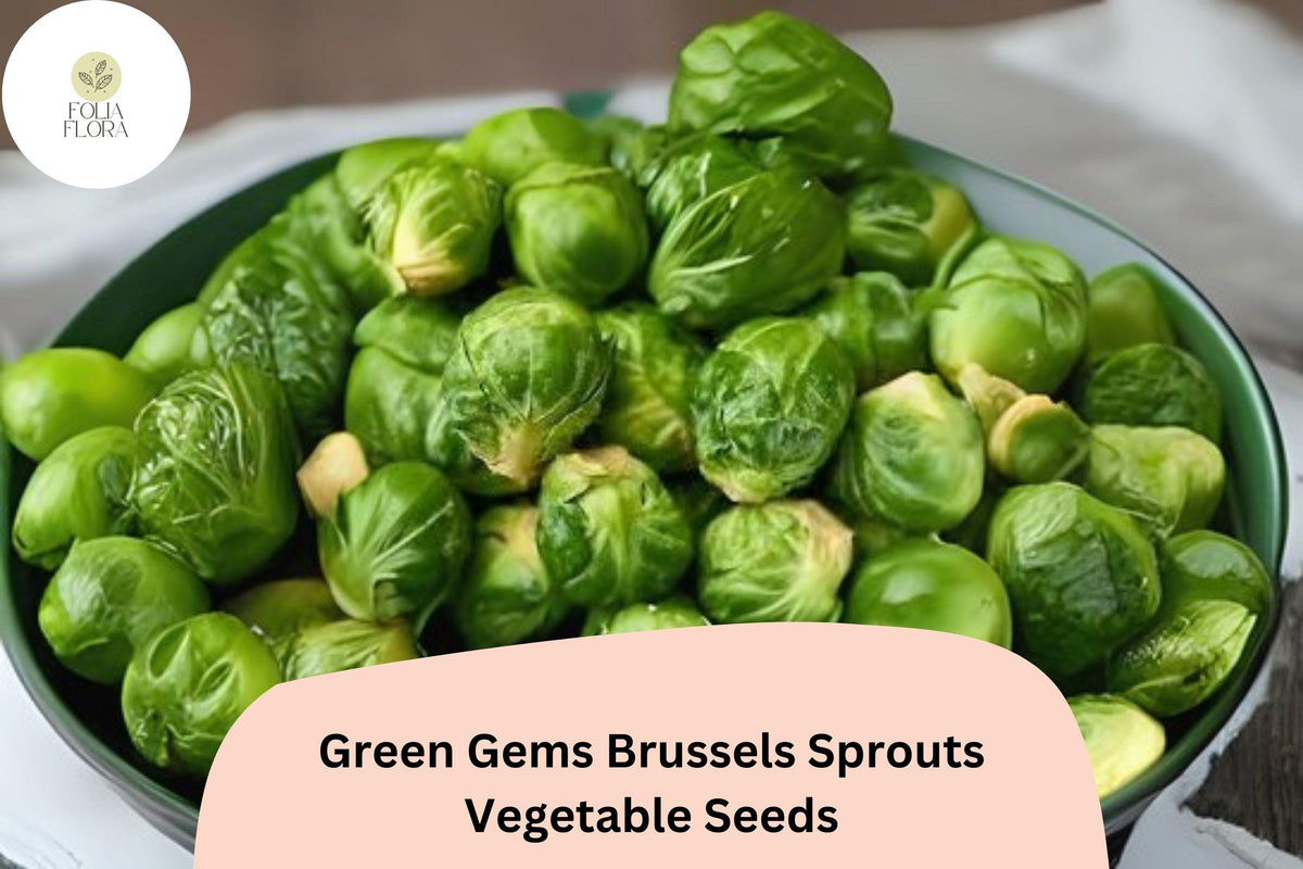 500+ Green Gems Brussels Sprouts Seeds | Brassica oleracea var. gemmifera | Hybrid Vegetable Seeds for Home Garden & Bulk Planting