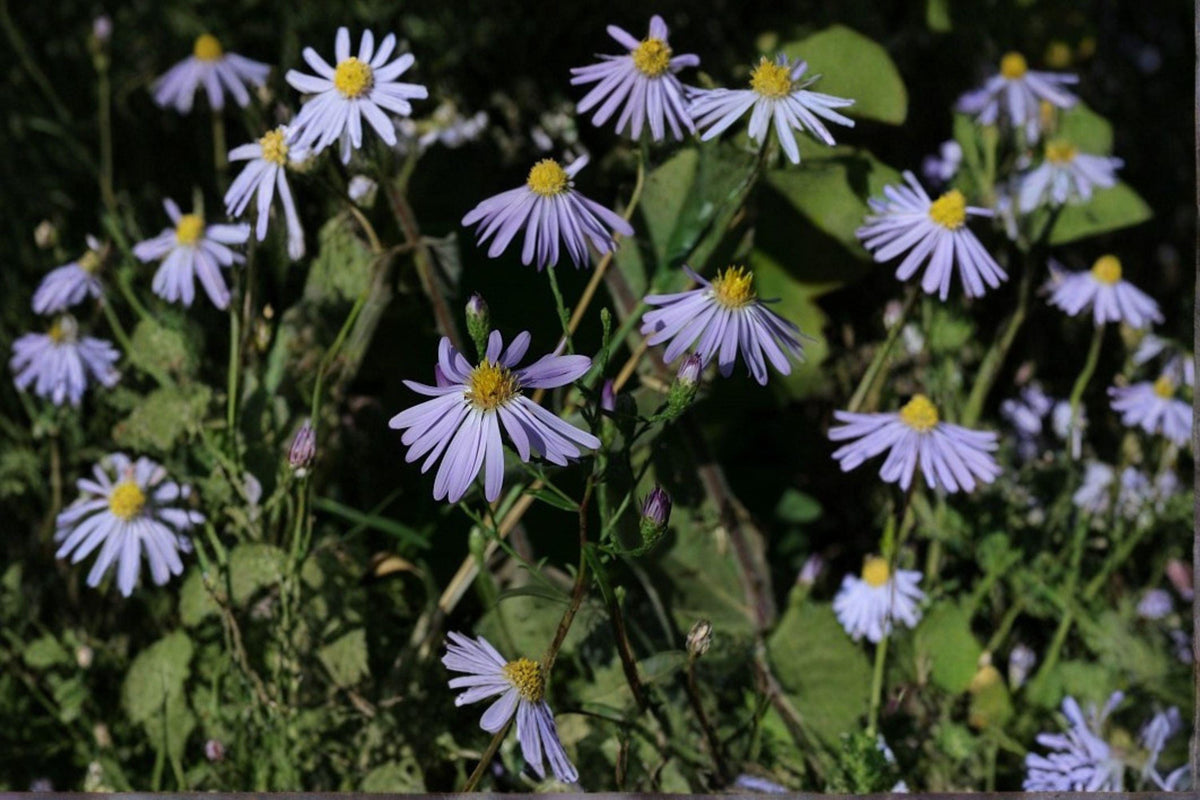 Prairie Aster Seeds 100 Pack – Symphyotrichum turbinellum Native Wildflower for Pollinator Gardens