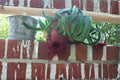 Stapelia grandiflora Succulent Cuttings - Starfish Carrion Plant with Red Flowers