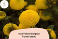25+ Inca Yellow Marigold Seeds | Tagetes erecta Bright Yellow Blooms | Easy Annual Flower for Garden Beds & Containers