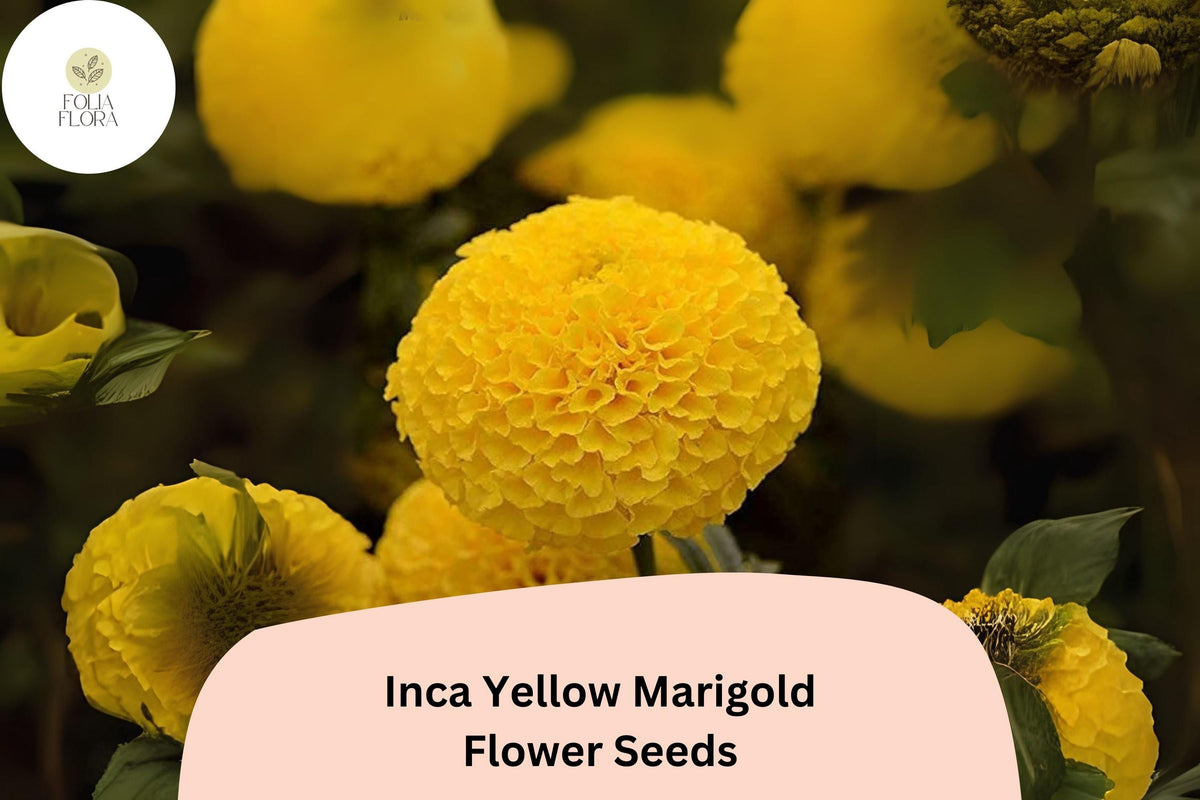 25+ Inca Yellow Marigold Seeds | Tagetes erecta Bright Yellow Blooms | Easy Annual Flower for Garden Beds & Containers