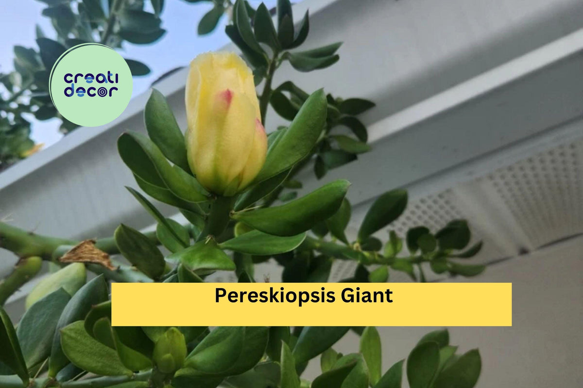Pereskiopsis Live Cuttings – 5 Pack, 5-Inch Succulent Grafting Rootstock, Pereskiopsis sp. for Propagation & Ornamental Use