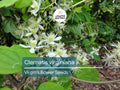 50 Seeds Clematis Virginiana, Virgin's Bower Native Climbing Vine with White Flowers, Pollinator-Friendly Perennial for Gardens