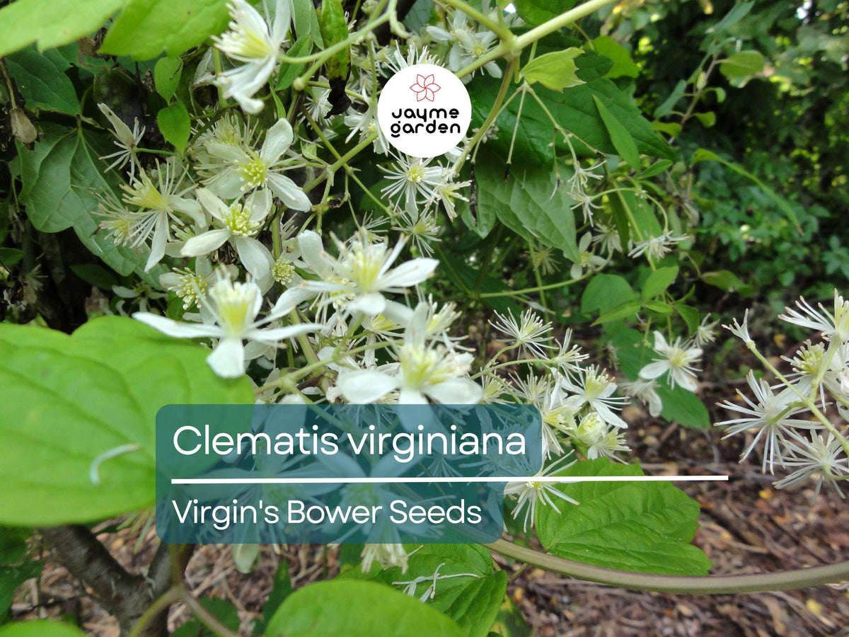50 Seeds Clematis Virginiana, Virgin's Bower Native Climbing Vine with White Flowers, Pollinator-Friendly Perennial for Gardens