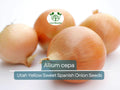 Onion Seeds Utah Yellow Sweet Spanish 250mg Allium cepa Heirloom Vegetable Gardening & Cooking