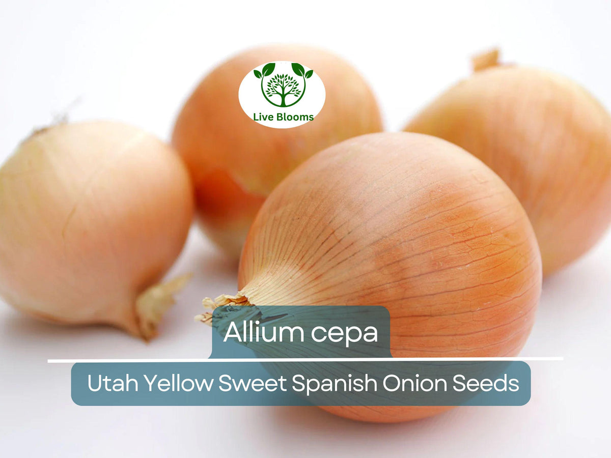 Onion Seeds Utah Yellow Sweet Spanish 250mg Allium cepa Heirloom Vegetable Gardening & Cooking