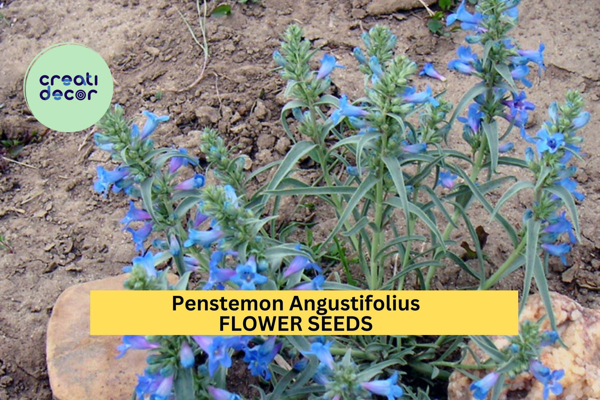 3 Pack Penstemon angustifolius Seeds – Drought-Tolerant Native Perennial for Xeriscape, Pollinator Gardens, and Wildflower Beds