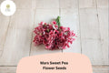 Mars Sweet Pea Seeds, Lathyrus odoratus, Deep Red Flowering Climbing Vine, Garden Planting, 50+ Seeds