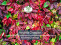 Virginia Creeper Rooted Cutting 5"-8" Hardy Climbing Vine Parthenocissus quinquefolia Outdoor Garden Plant