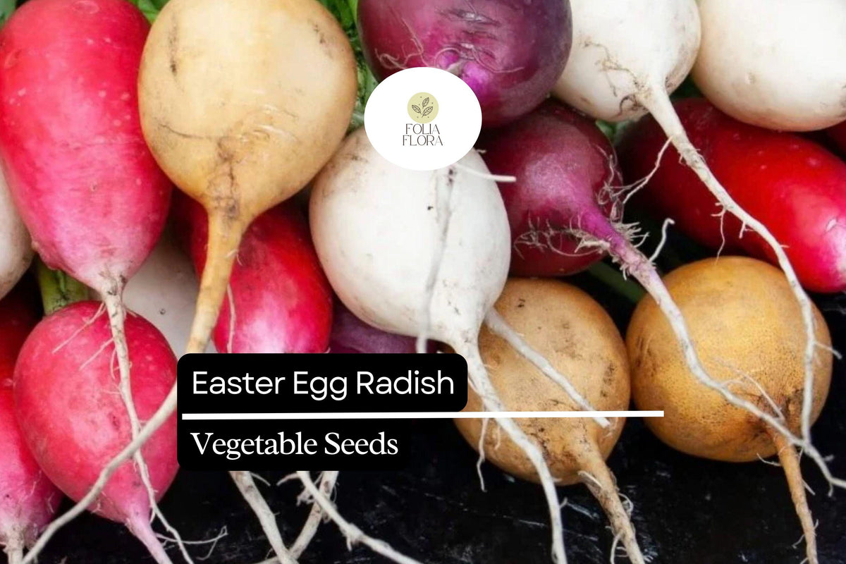 200 Seeds Easter Egg Radish (Raphanus sativus) Colorful Blend, Crisp & Mild, Quick-Growing, Cool Weather Garden Seeds