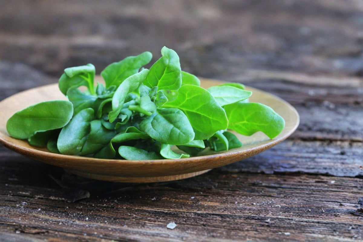 New Zealand Spinach Seeds | Heat-Tolerant Greens for Summer | Tetragonia tetragonioides | 100 Seeds