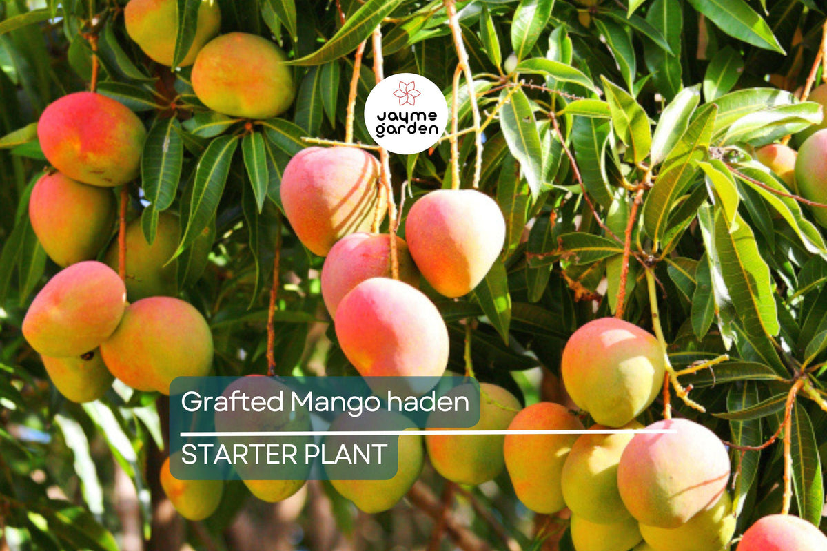 Grafted Mango Haden Tree – Juicy, Sweet & Tangy Tropical Fruit Tree for Gardens – Mangifera indica, 3’-4’ Starter