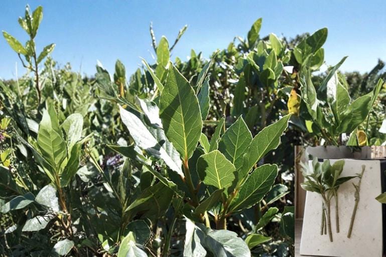 Sweet Bay Laurel Cuttings, Unrooted Laurus nobilis, Aromatic Evergreen Shrub or Small Tree, Herb Garden Propagation