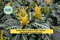 Snow White Zebra Plant ‘Dania’ – Live Rooted Tropical Houseplant with White-Veined Foliage – Aphelandra squarrosa