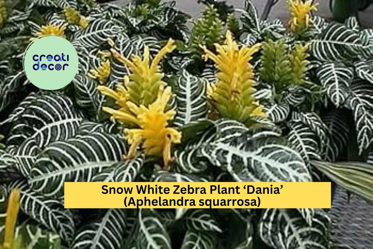 Snow White Zebra Plant ‘Dania’ – Live Rooted Tropical Houseplant with White-Veined Foliage – Aphelandra squarrosa