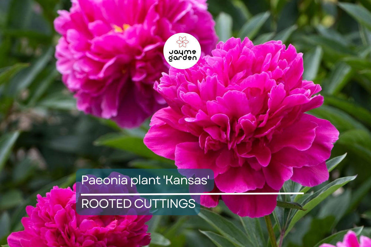 Peony 'Kansas' Bare Roots – Bright Red Double Blooms, APS Gold Medal Winner, Easy to Grow, 3-5 Eyes, Perennial Flower Plant