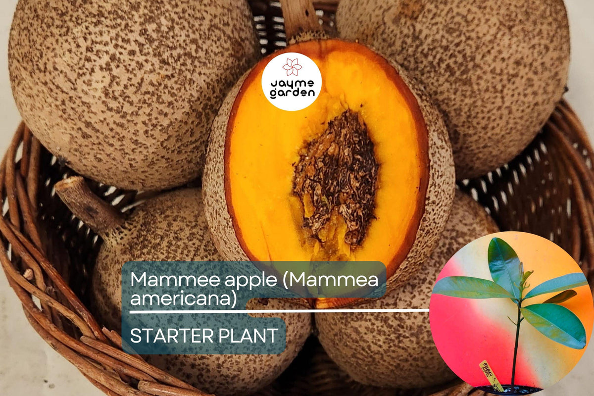 Grafted Mamme Apple Tree 12-24 Inches | Tropical Fruit Tree with Creamy, Sweet Flavor | Mammea americana