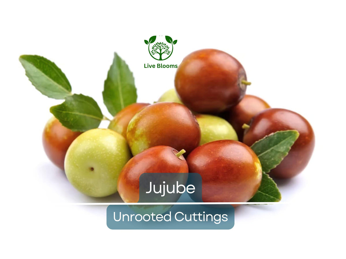 5pcs Jujube Unrooted Cuttings Ziziphus jujuba Edible Fruit Tree for Grafting & Home Garden