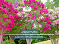 100 Crepe Myrtle Tree Seeds - Lagerstroemia, 6 Vibrant Colors, Hardy Ornamental Flowering Tree for Garden, Landscape & Patio