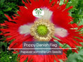 1000 Seeds Danish Flag Poppy, Red & White Cross Flowers, Large Blooms, Pollinator-Friendly, Non-GMO, Garden Borders, Papaver somniferum