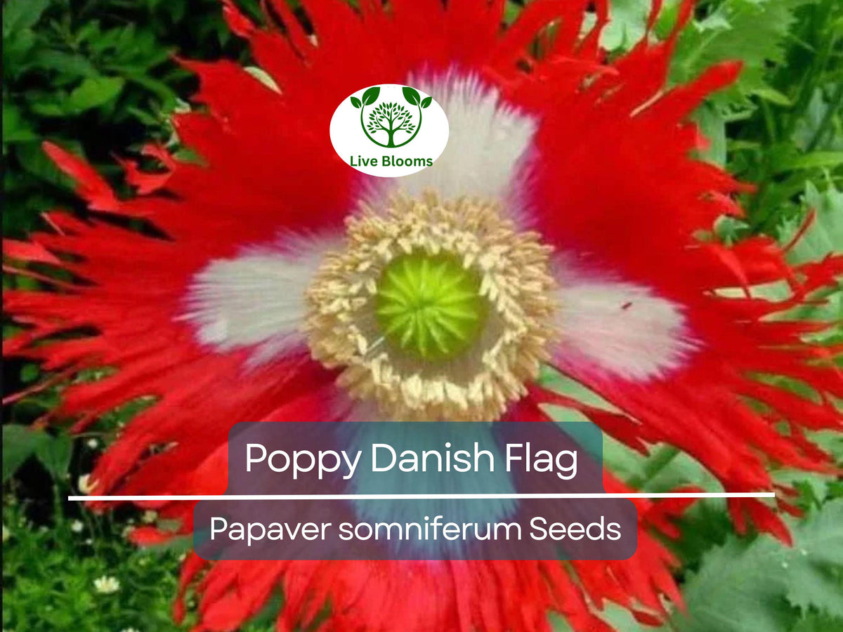 1000 Seeds Danish Flag Poppy, Red & White Cross Flowers, Large Blooms, Pollinator-Friendly, Non-GMO, Garden Borders, Papaver somniferum