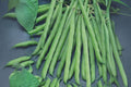 Petite Filet French Bean Seeds, Haricots Verts, Green Slender Pods, Phaseolus vulgaris, Gourmet Snap Beans for Garden