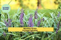 50 Bare Root Monkey Grass ‘Big Blue’ Liriope spicata Ground Cover Plants – Evergreen, Drought-Tolerant, Border, Erosion Control