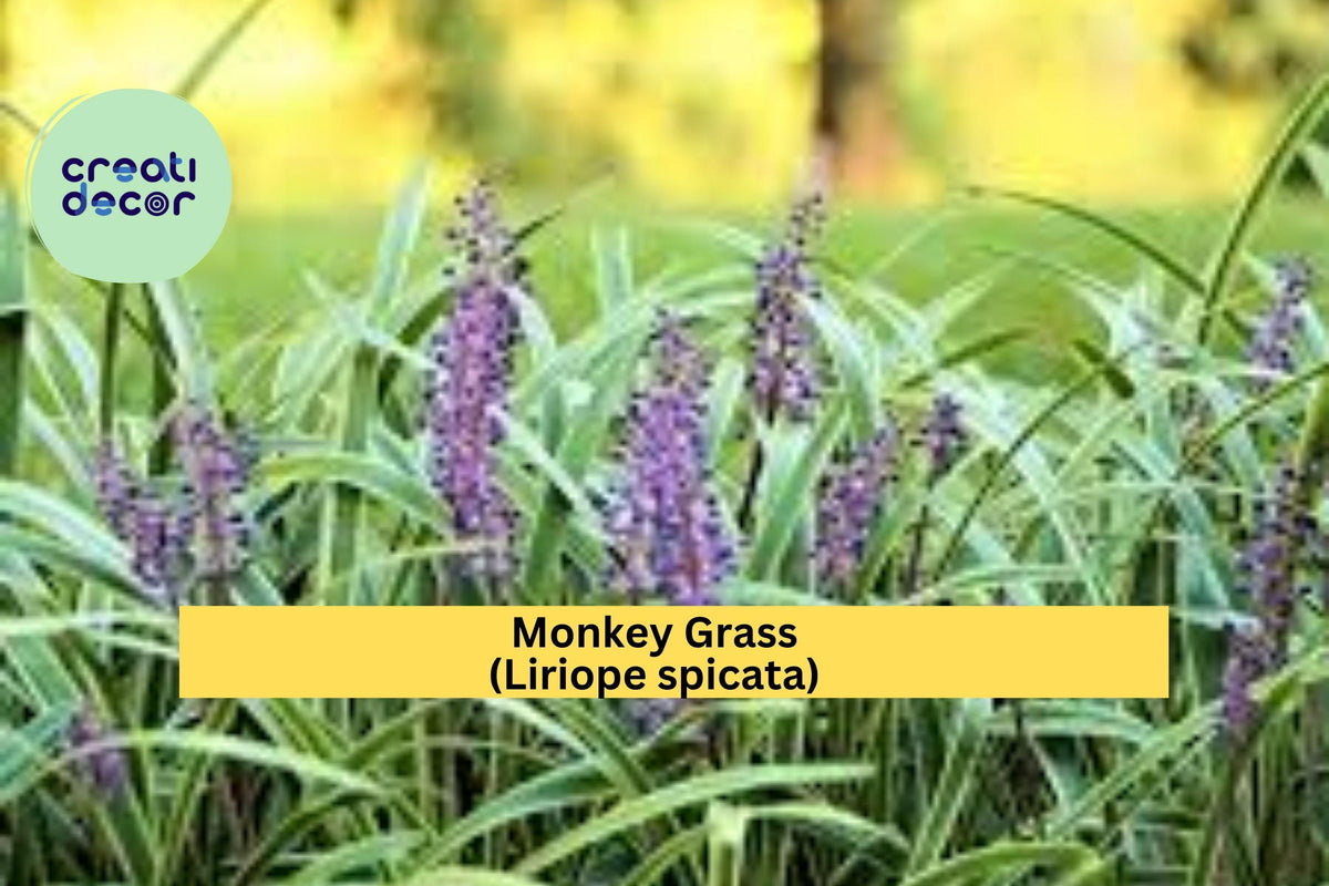 50 Bare Root Monkey Grass ‘Big Blue’ Liriope spicata Ground Cover Plants – Evergreen, Drought-Tolerant, Border, Erosion Control