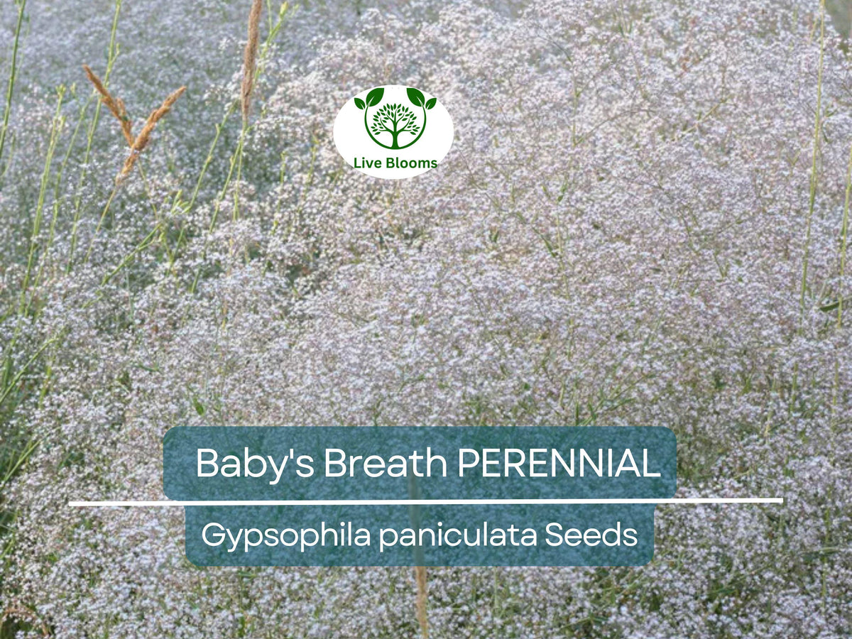 200 Seeds Baby's Breath Gypsophila paniculata Perennial White Flowers Pollinator-Friendly Non-GMO Seeds
