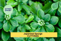 10 Pachysandra Cuttings | Japanese Spurge Evergreen Ground Cover | Shade Loving Perennial for Garden Borders and Landscaping