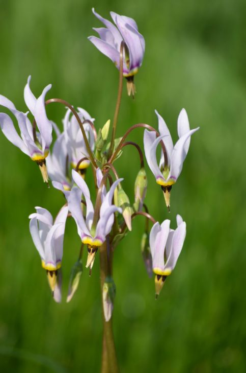 5 Bare Root Shooting Star Plants (Dodecatheon meadia) Pink Wildflower Hardy Perennial Native Pollinator Garden