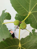 Dominick's Fig Cutting - Unrooted 8"+, 3+ Nodes, Rare Heirloom Ficus carica, Cold Hardy Dark Purple Fig for Propagation