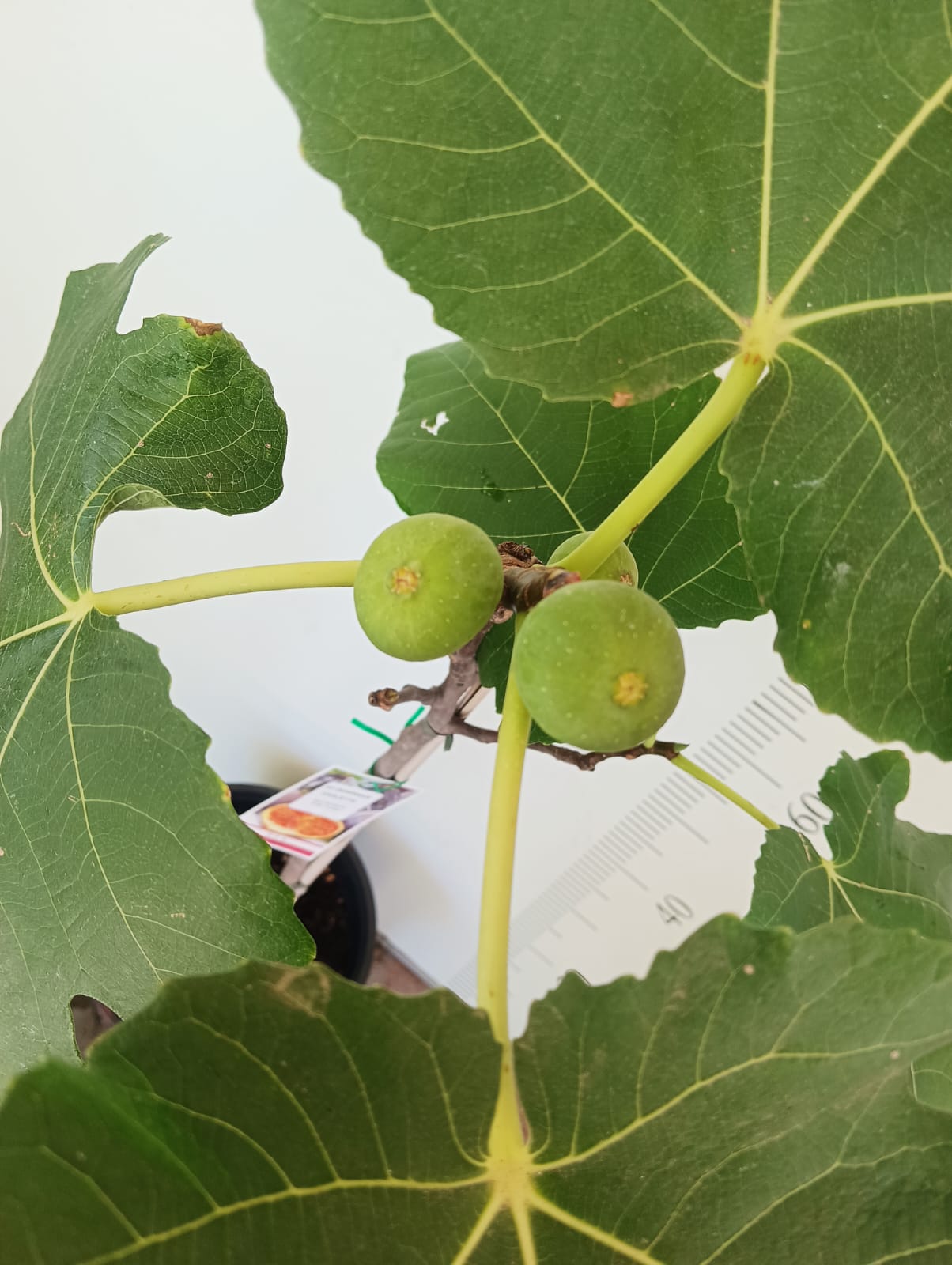 Dominick's Fig Cutting - Unrooted 8"+, 3+ Nodes, Rare Heirloom Ficus carica, Cold Hardy Dark Purple Fig for Propagation