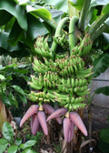 Banana Dwarf 'Double Mahoi' (Musa acuminata)