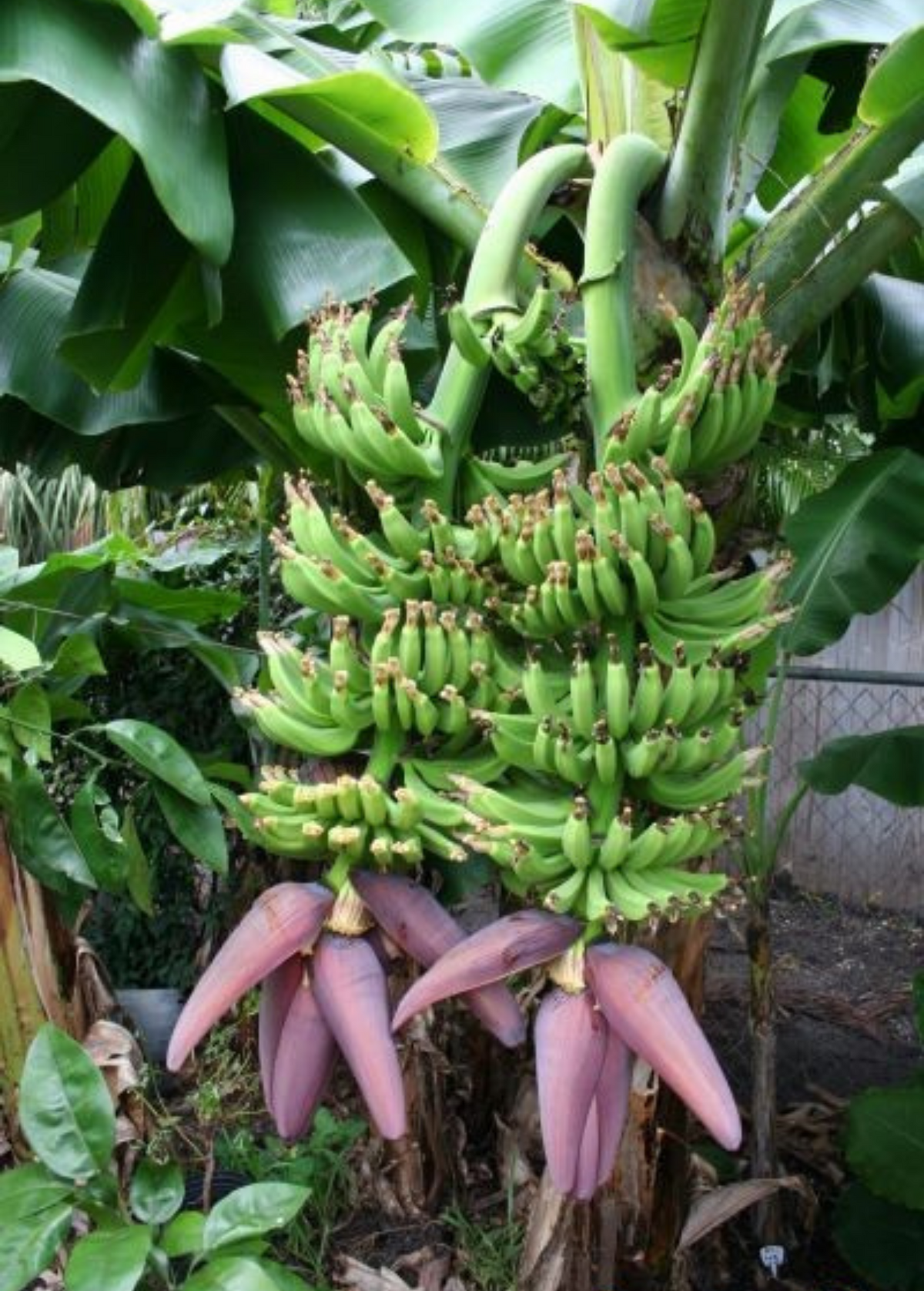 Banana Dwarf 'Double Mahoi' (Musa acuminata)
