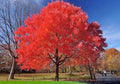 Red Maple Tree Bare Root 1-2 ft Tall | Acer rubrum | Fall Color | Fast Growing Shade Tree | Native Landscaping