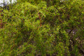 Corkscrew Willow Tree Bare Root 1-2 ft | Dragon’s Claw Salix matsudana 'Tortuosa' | Unique Landscape Ornamental Tree