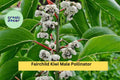 Fairchild Kiwi Male Pollinator Plant – Actinidia arguta – Hardy Vine for Fruit Garden Pollination – Zones 4–8
