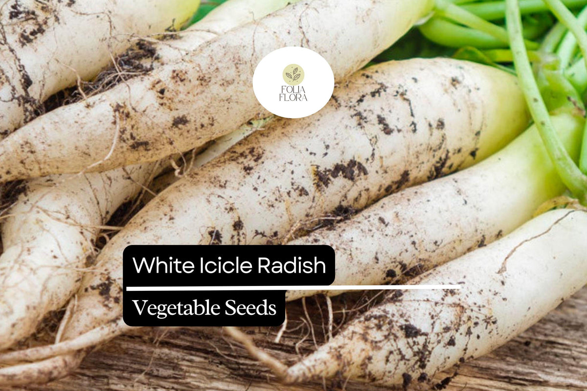 White Icicle Radish Seeds – Heirloom Long White Radish for Garden Planting, Non-GMO, Crisp Roots, Raphanus sativus