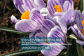 Crocus Mix Bulbs – Purple, Blue, White Striped Perennial Flowers – Cold Hardy Crocus spp. for Garden, Rock Garden, Containers