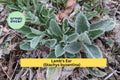 Lamb’s Ear Starter Plants – Set of 3 – Stachys byzantina – Silver Green Foliage Perennial Groundcover for Gardens