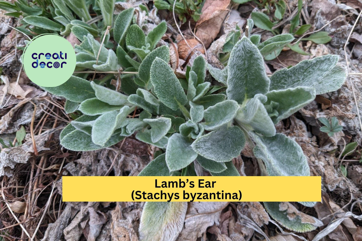 Lamb’s Ear Starter Plants – Set of 3 – Stachys byzantina – Silver Green Foliage Perennial Groundcover for Gardens