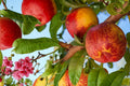 Mericrest Nectarine Tree Live Plant, Bare Root, Prunus persica var. nucipersica, Fruit Tree, Pink Blossoms