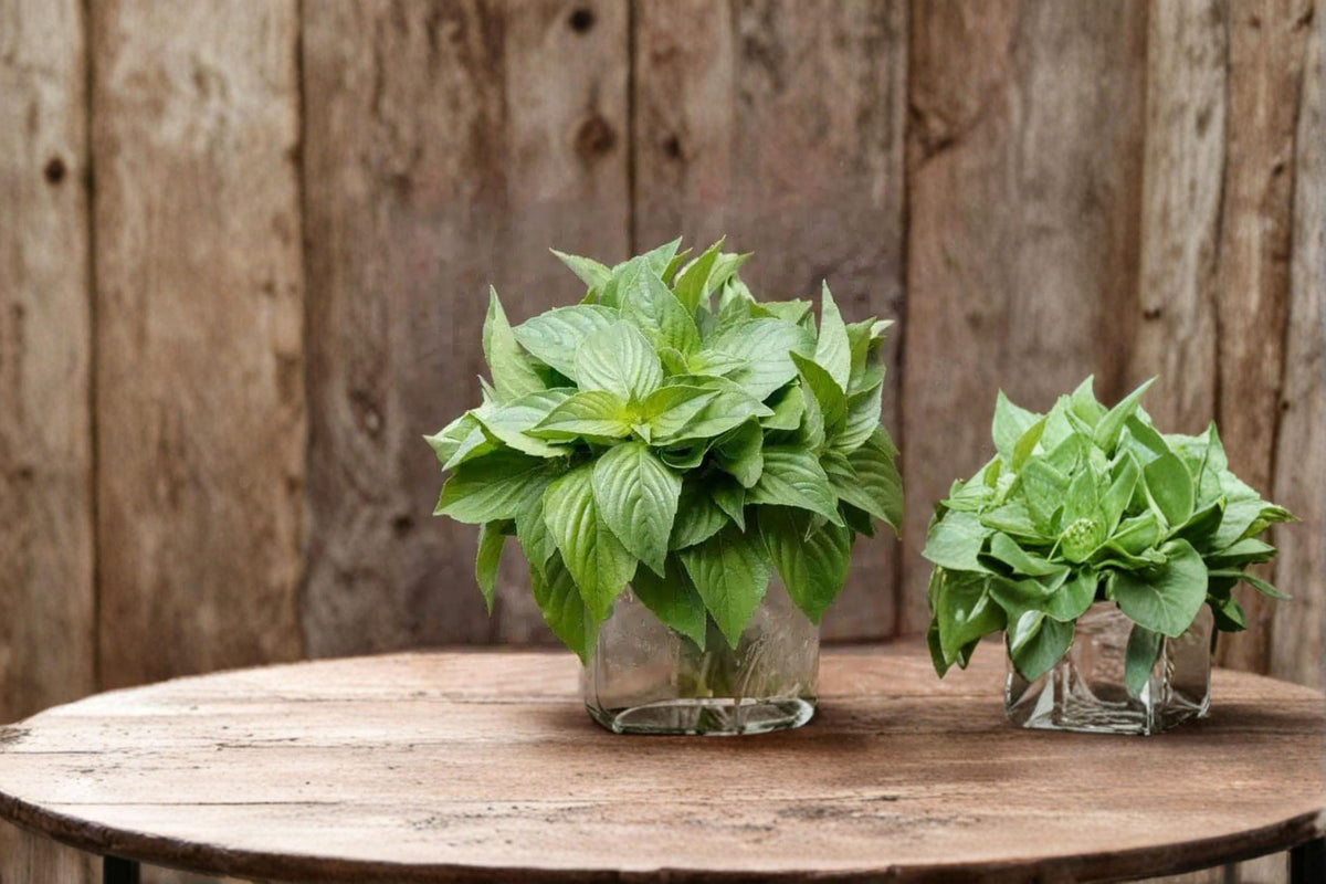 Lemon Basil Seeds – Ocimum basilicum, Citrus-Scented Culinary Herb, 75 Pack
