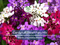 1000 Candytuft Dwarf Fairy Mix Seeds - Iberis Umbellata Groundcover, Heirloom, Non-GMO, Pollinator-Friendly Flower Seeds