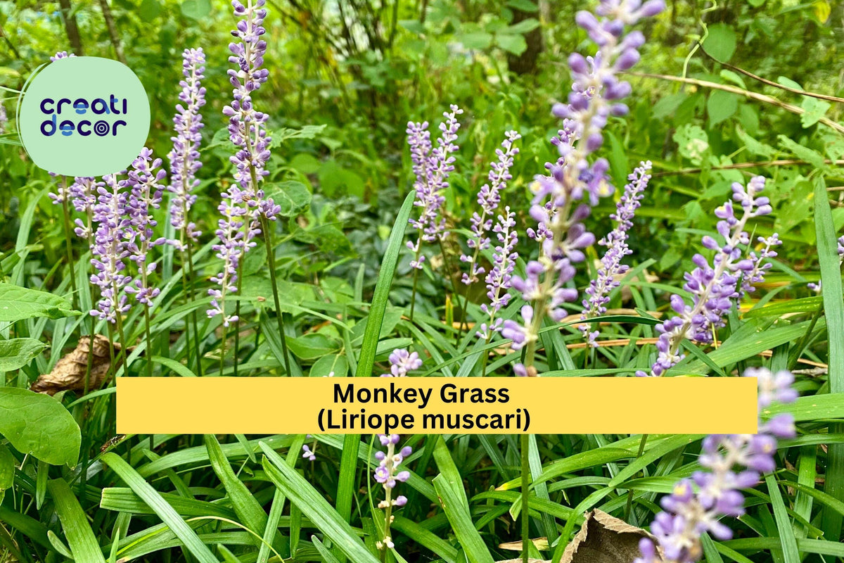 Monkey Grass Plants – 100 Bare Root Liriope muscari Evergreen Ground Cover for Landscape Edging and Borders