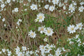 Upland White Goldenrod Seeds – Native Wildflower, Drought Tolerant, Pollinator Magnet, Oligoneuron album, 100 Seeds