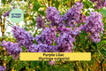 Purple Lilac Bush Plants Set of 5 Bare Root Syringa vulgaris Fragrant Spring Flowers for Gardens